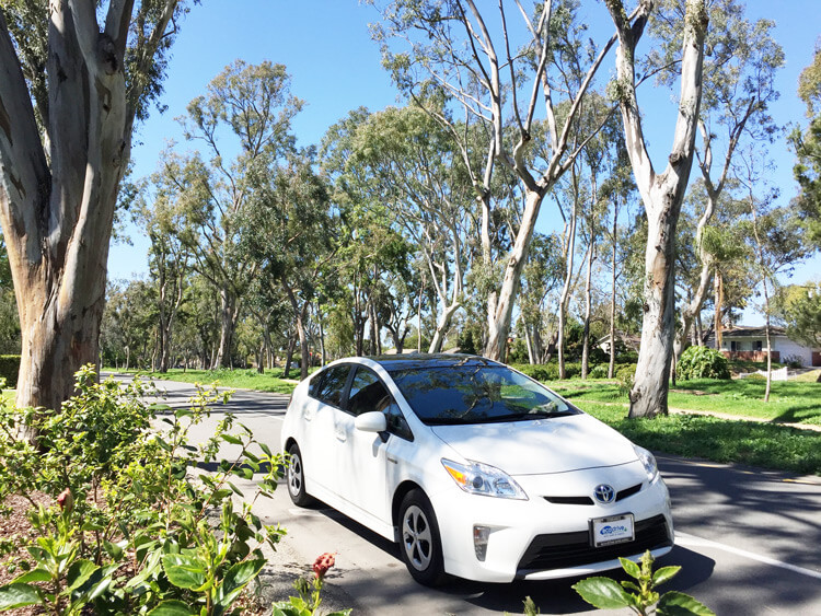Tree for the Future with Prius