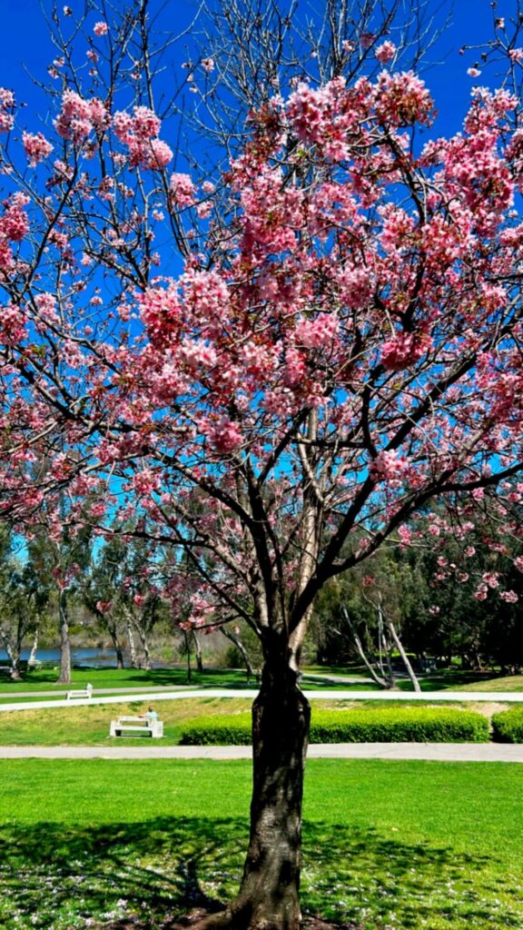 ハンティントンビーチの公園の桜🌸 | Eco Drive Auto Sales & Repair