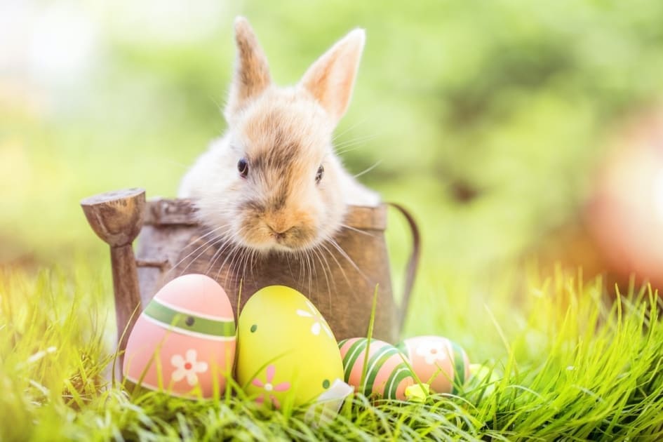 アメリカの祝日】４月 Easter（イースター） | Eco Drive Auto Sales